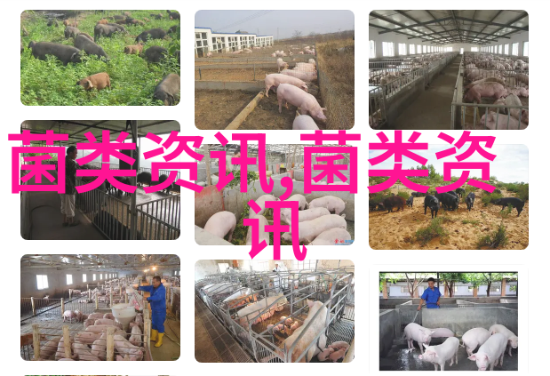 肉鸡饲养规模与方式