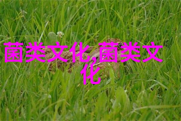 乌骨鸡科学饲养技术